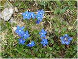 Planina Blato - Rjavo jezero