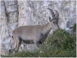 Alpine Ibex (Capra ibex)