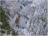 Alpine Ibex (Capra ibex)