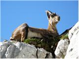 Alpine Ibex (Capra ibex)