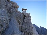 Alpine Ibex (Capra ibex)