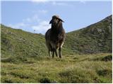 Volkzeinalm - Hochalmspitze (Villgraten)