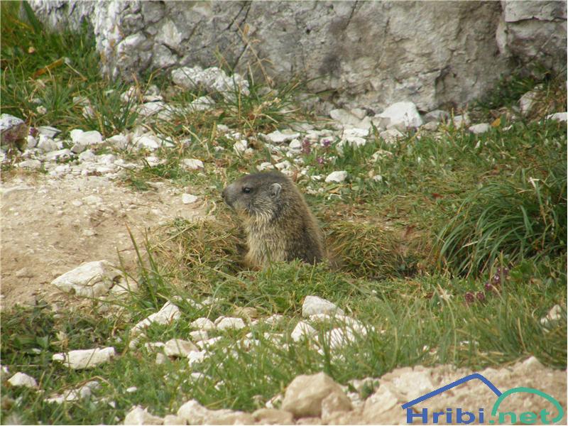 Alpski svizec (Marmota marmota) - Picture Svizec ob poti na Debeli vrh.
