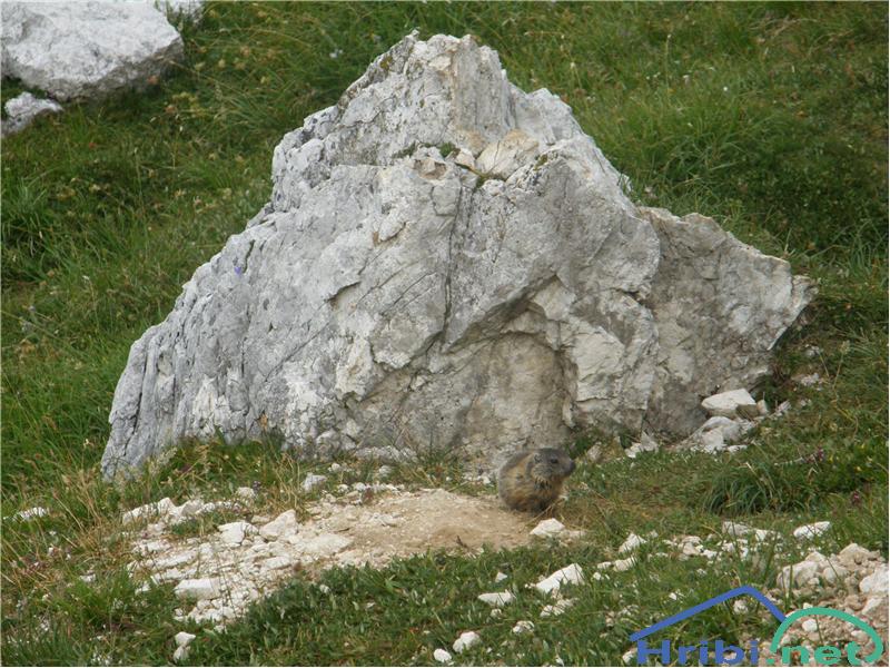 Alpski svizec (Marmota marmota) - Picture Svizec ob poti na Debeli vrh.