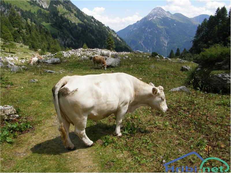 Domače govedo (Bos taurus) - Picture 