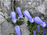 Planina Kuk - Vrh Krnic