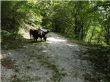 Tolminske Ravne - Vrh Planje (above Globoko)