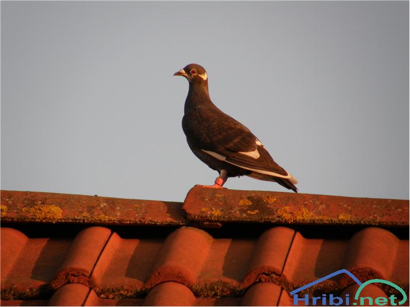 Domači golob (Columba livia domestica) - Picture 