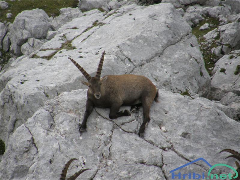 Kozorog (Capra ibex) - Slika Kozorog pri Rjavem jezeru.