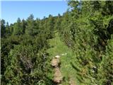 Planina Ravne - Jamarski bivak na Dleskovški planoti