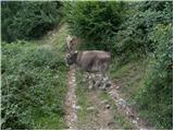 Planina Polog - Planina Laška seč