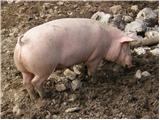 Pujs (Sus scrofa domestica)