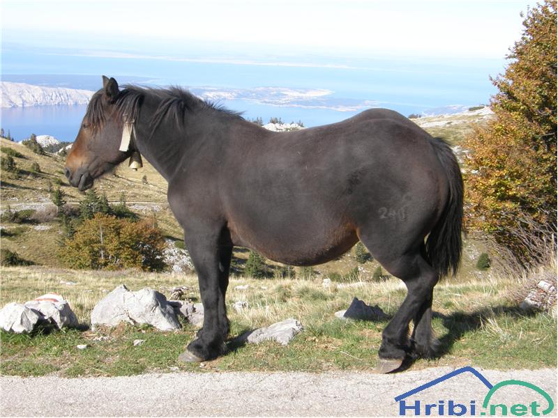 Konj (Equus caballus) - Picture 
