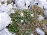 Planika ali očnica (Leontopodium alpinum)