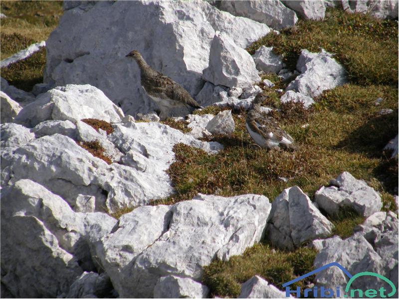 Belka (Lagopus mutus) - Picture Belka na Toscu.