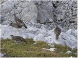 Rock ptarmigan (Lagopus mutus)