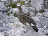 Rock ptarmigan (Lagopus mutus)