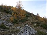 Koutschitz Alm/Kočiška planina - Poludnig/Poludnik