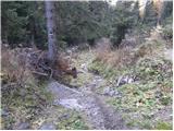 Rifugio Tolazzi - Monte Coglians (Hohe Warte)