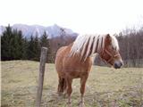 Horse (Equus caballus)