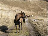 Potoki - Stol (Julian Alps)