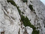 Tinčkova koča - Pautz/Zelenjak