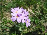 Dolgocvetni jeglič (Primula halleri)