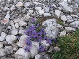 Alpska madronščica (Linaria alpina)