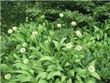 Vanež (Allium victorialis)