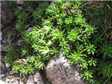 Vednozeleni kamnokreč (Saxifraga aizoides)