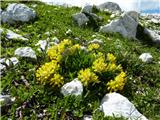 Alpski ranjak (Anthyllis vulneraria ssp. alpestris)
