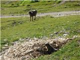 Rifugio Auronzo - Lastron dei Scarperi / Schusterplatte