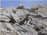 Passo Campolongo - Boeseekofel / Piz da Lech