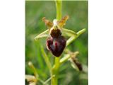 Osjeliko mačje uho (Ophrys sphegodes)