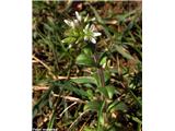Klobčasta smiljka (Cerastium glomeratum)