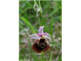 Čmrljeliko mačje uho (Ophrys holosericea)