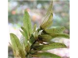 Navadni gaber (Carpinus betulus)