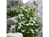 Skalna smiljka (Cerastium julicum), Grintovec, Slovenija.