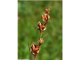 Močvirski meček (Gladiolus palustris)