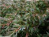 Sibirski ali pritlikavi brin (Juniperus alpina)
