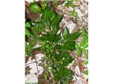 Gola vrba (Salix glabra), svetleči listi.