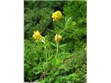 Zlata detelja (Trifolium aureum)