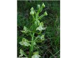 Zelenkasti vimenjak (Platanthera chlorantha)