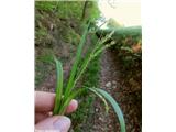 Gozdni šaš (Carex sylvatica)