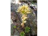 Velecvetni netresk (Sempervivum grandiflorum), Breuil-Cervinia, Italija.