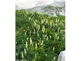 Zlatična preobjeda (Aconitum ranunculifolium), Prehodavci, Slovenija. Podvrsta, značilna za visokogorje.