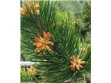 Črni bor (Pinus nigra), dolge iglice in moška socvetja.