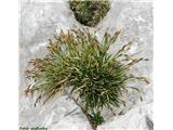 Carex firma