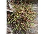 Severni sršaj (Asplenium septentrionale)