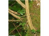 Maklen ali poljski javor (Acer campestre), deblo in veje imajo pogosto skorjo s plutastimi vzdolžnimi rebri.